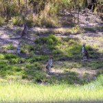 Tour durch die Tablelands